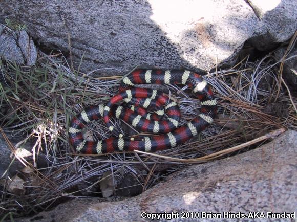 Sierra Mountain Kingsnake (Lampropeltis zonata multicincta)