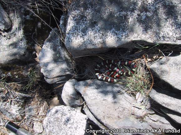 Sierra Mountain Kingsnake (Lampropeltis zonata multicincta)