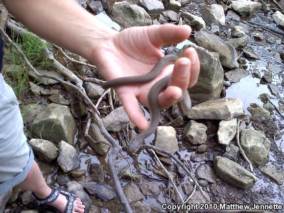 Queensnake (Regina septemvittata)