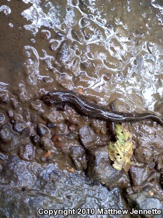 Northern Dusky Salamander (Desmognathus fuscus)