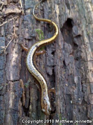 Northern Two-lined Salamander (Eurycea bislineata)