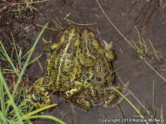 Boreal Toad (Anaxyrus boreas boreas)