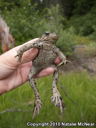 Boreal Toad (Anaxyrus boreas boreas)