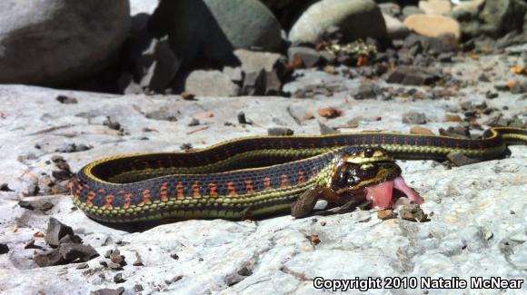 Valley Gartersnake (Thamnophis sirtalis fitchi)