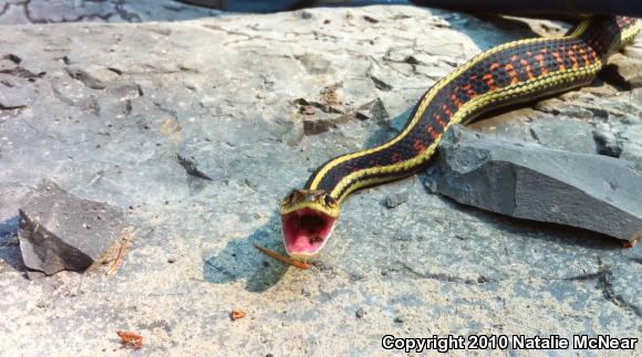 Valley Gartersnake (Thamnophis sirtalis fitchi)