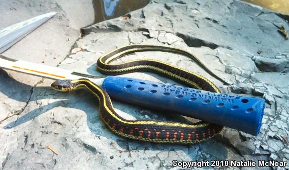 Valley Gartersnake (Thamnophis sirtalis fitchi)