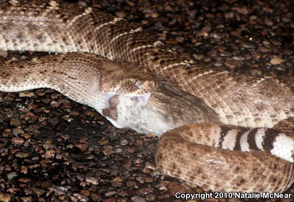 Western Diamond-backed Rattlesnake (Crotalus atrox)