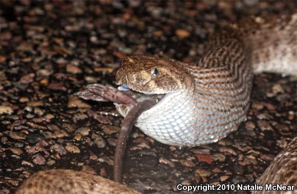 Western Diamond-backed Rattlesnake (Crotalus atrox)