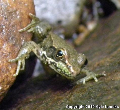 Northern Green Frog (Lithobates clamitans melanota)