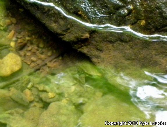 Northern Green Frog (Lithobates clamitans melanota)