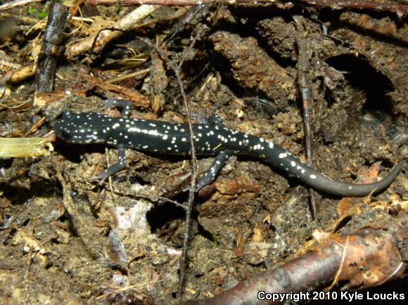 Northern Slimy Salamander (Plethodon glutinosus)