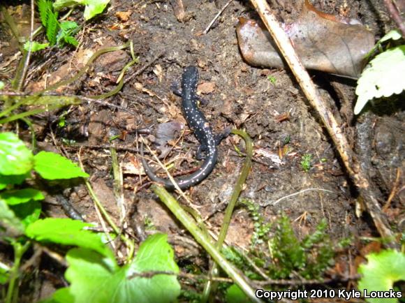 Northern Slimy Salamander (Plethodon glutinosus)