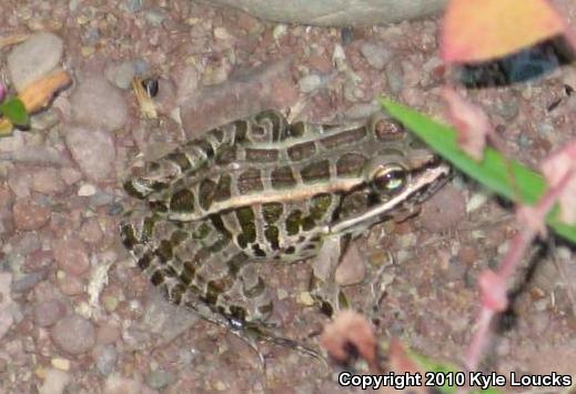 Pickerel Frog (Lithobates palustris)