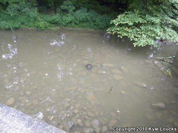 Eastern Snapping Turtle (Chelydra serpentina serpentina)