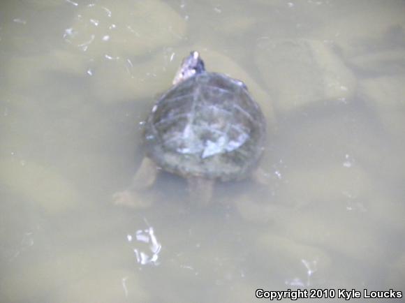 Eastern Snapping Turtle (Chelydra serpentina serpentina)