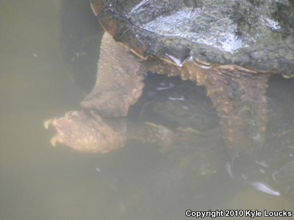 Eastern Snapping Turtle (Chelydra serpentina serpentina)