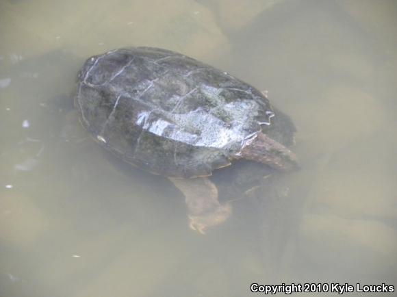 Eastern Snapping Turtle (Chelydra serpentina serpentina)