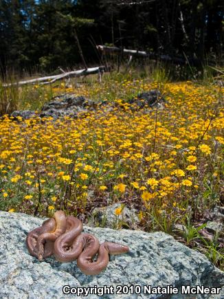 Northern Rubber Boa (Charina bottae)