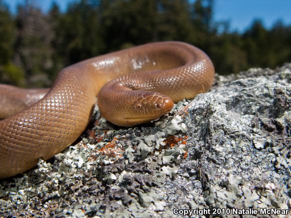 Northern Rubber Boa (Charina bottae)