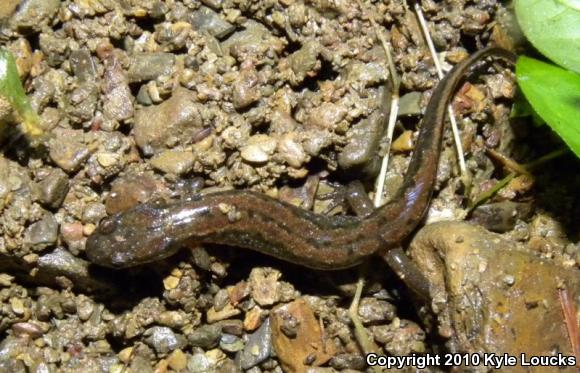 Northern Dusky Salamander (Desmognathus fuscus)