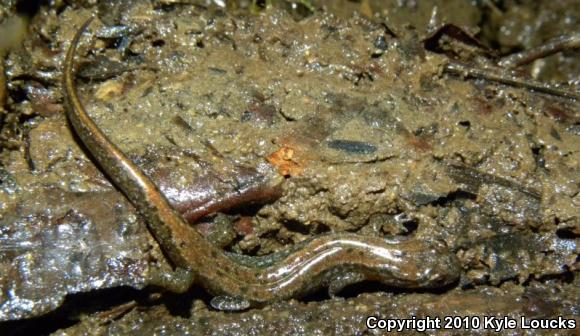 Northern Dusky Salamander (Desmognathus fuscus)