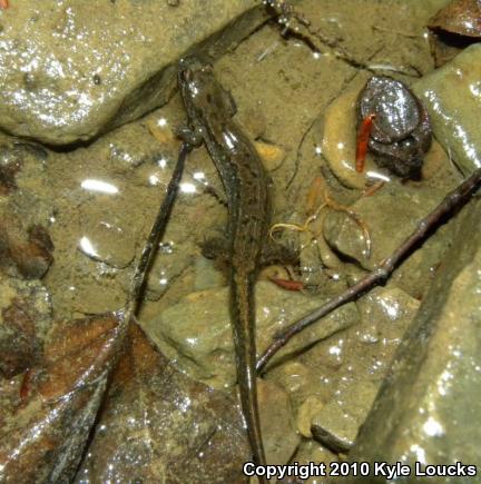 Northern Dusky Salamander (Desmognathus fuscus)