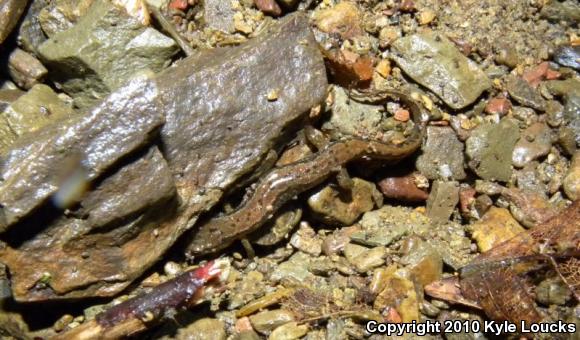 Northern Dusky Salamander (Desmognathus fuscus)