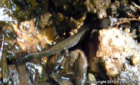 Northern Dusky Salamander (Desmognathus fuscus)