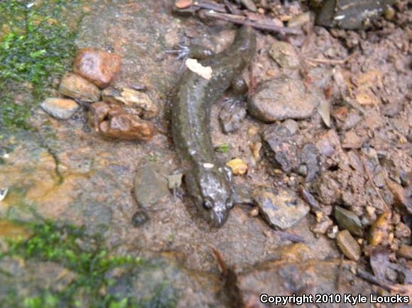 Northern Dusky Salamander (Desmognathus fuscus)