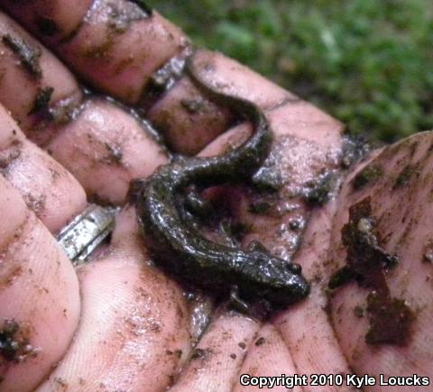 Northern Dusky Salamander (Desmognathus fuscus)