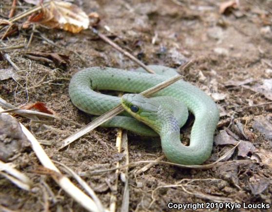 Eastern Smooth Greensnake (Opheodrys vernalis vernalis)