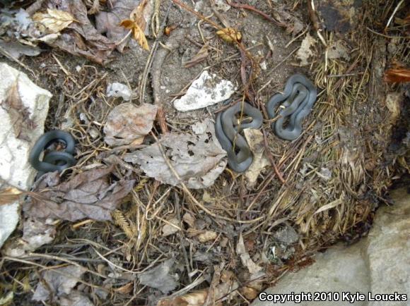 Northern Ring-necked Snake (Diadophis punctatus edwardsii)