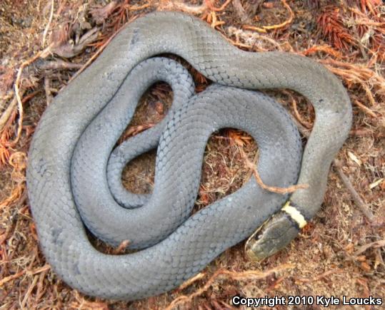 Northern Ring-necked Snake (Diadophis punctatus edwardsii)