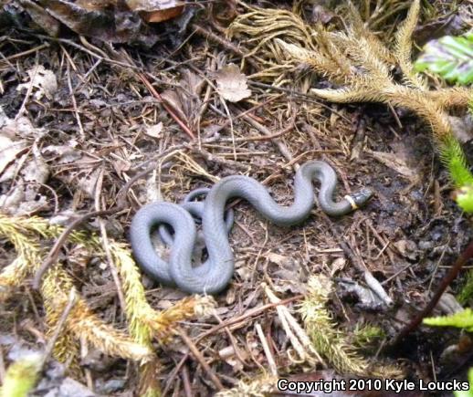 Northern Ring-necked Snake (Diadophis punctatus edwardsii)