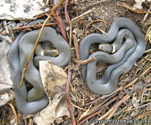 Northern Ring-necked Snake (Diadophis punctatus edwardsii)