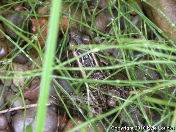 Pickerel Frog (Lithobates palustris)