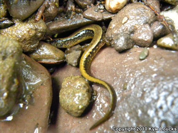 Northern Two-lined Salamander (Eurycea bislineata)