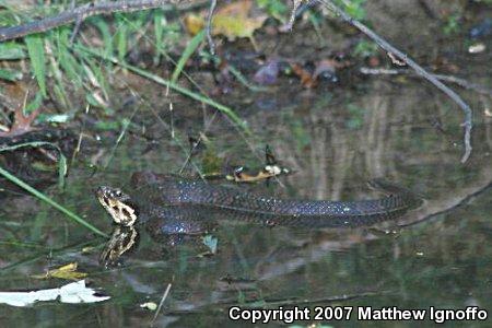Western Cottonmouth (Agkistrodon piscivorus leucostoma)