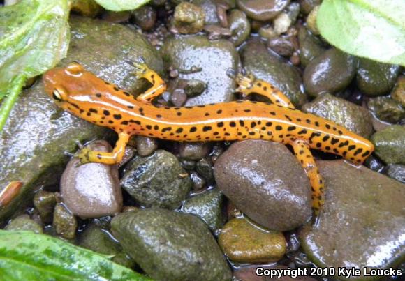 Long-tailed Salamander (Eurycea longicauda longicauda)