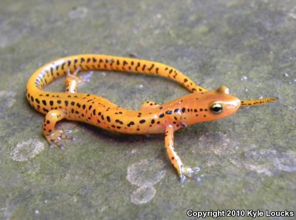 Long-tailed Salamander (Eurycea longicauda longicauda)