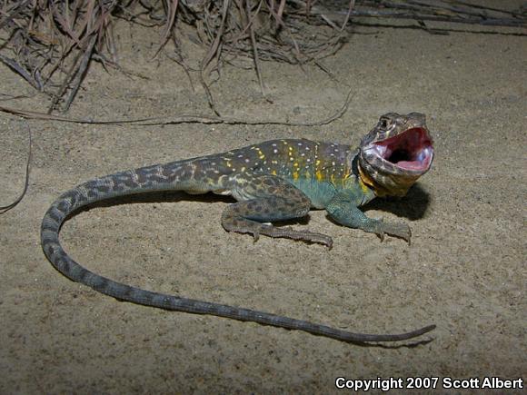 Eastern Collared Lizard (Crotaphytus collaris collaris)