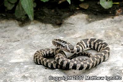 Northern Watersnake (Nerodia sipedon sipedon)