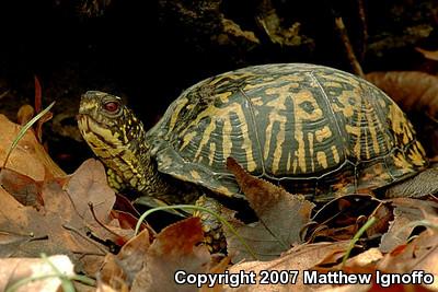 Eastern Box Turtle (Terrapene carolina carolina)