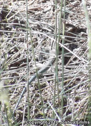 Plains Striped Whiptail (Aspidoscelis inornata llanuras)