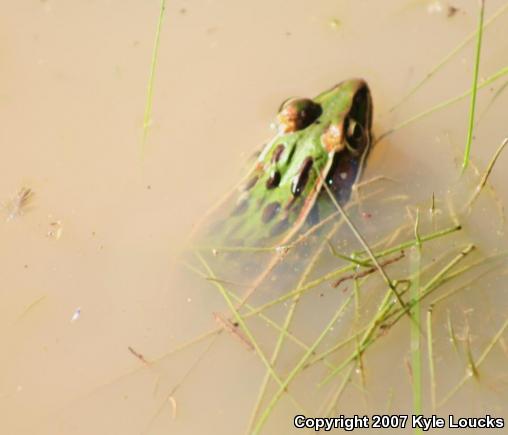 Southern Leopard Frog (Lithobates sphenocephalus utricularius)