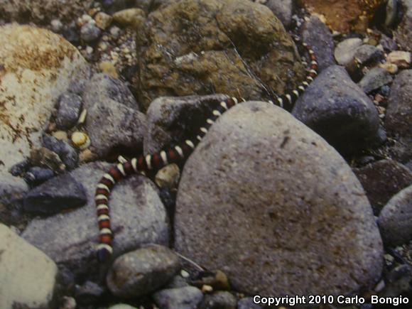 St. Helena Mountain Kingsnake (Lampropeltis zonata zonata)