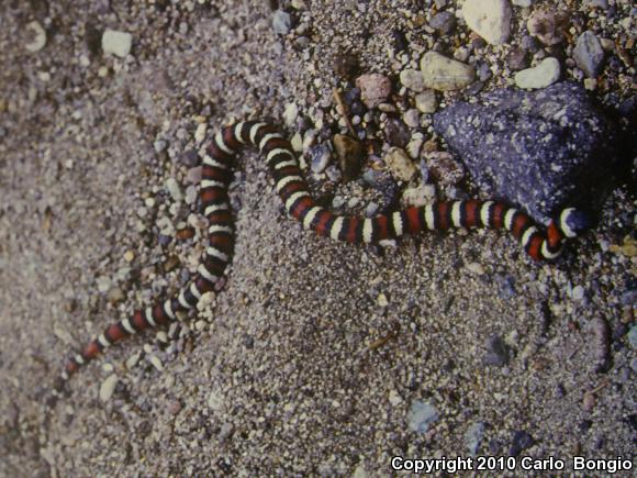 St. Helena Mountain Kingsnake (Lampropeltis zonata zonata)