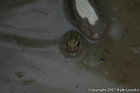 Southern Leopard Frog (Lithobates sphenocephalus utricularius)