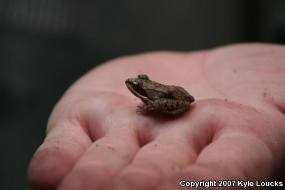 Wood Frog (Lithobates sylvaticus)