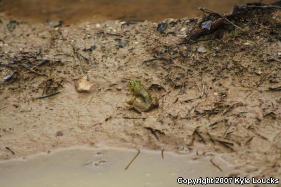 American Bullfrog (Lithobates catesbeianus)